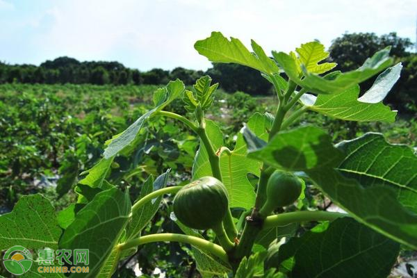 无花果高效栽培技术-图片版权归惠农网所有