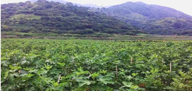 无花果对环境条件的要求及种植管理技术