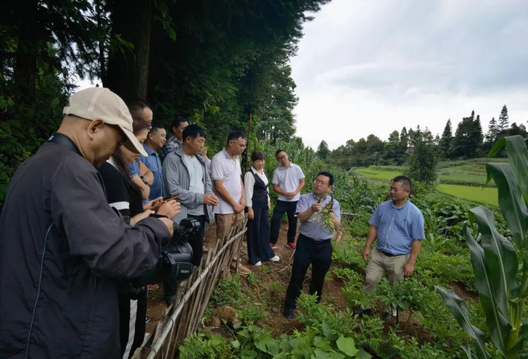 种植魔芋挣钱吗_致富种植魔芋怎么样_种植魔芋致富经