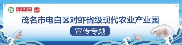 水好、虾靓！工厂化、标准化养殖促电白对虾提质增效