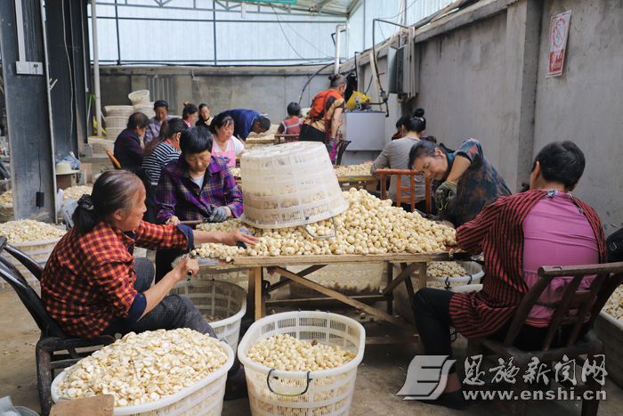 5月30日，湖北汇绿林业开发有限公司厂房内，工人正在处理贝母。 （本报恩施图片库 孙艺芳 摄 ）