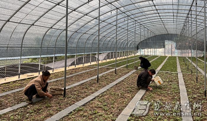 药农在八角莲、黄精药材种植大棚内除草。 （资料图）