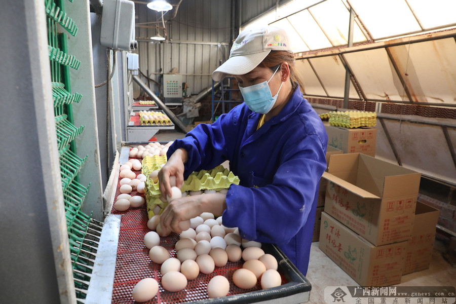 南宁市邕宁区：生态养鸡开启致富门