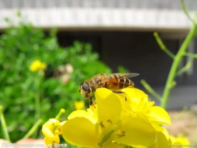 致富经蜜蜂养殖视频_养殖蜂蜜致富_蜂蜜养殖户