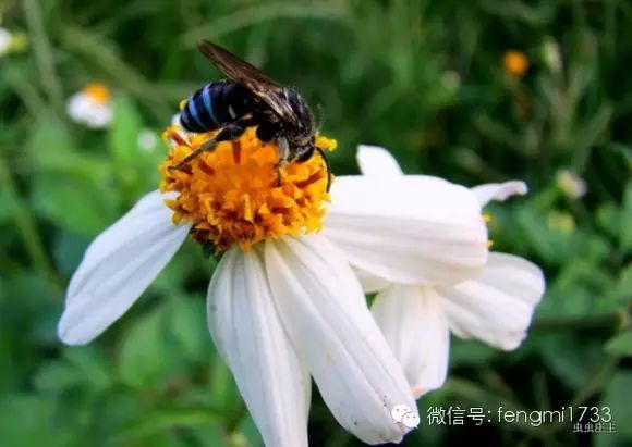 养殖蜂蜜致富_蜂蜜养殖户_致富经蜜蜂养殖视频