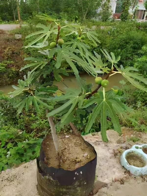 致富种植无花果技术视频_种植无花果效益怎么样_致富经无花果的种植技术