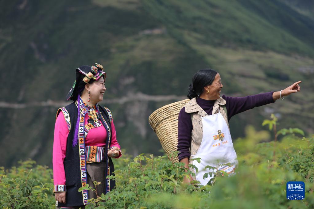 二十大代表风采｜陈望慧：“种下”玫瑰产业带富千万家