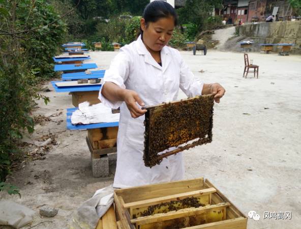 养殖蜂蜜致富_蜂蜜养殖户_致富经土蜂蜜养殖