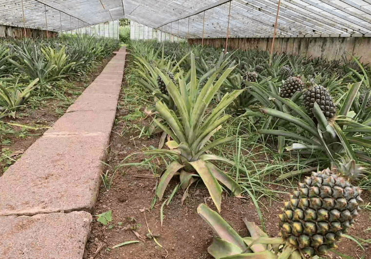 菠萝大棚种植技术视频_大棚菠萝种植技术_北方大棚菠萝