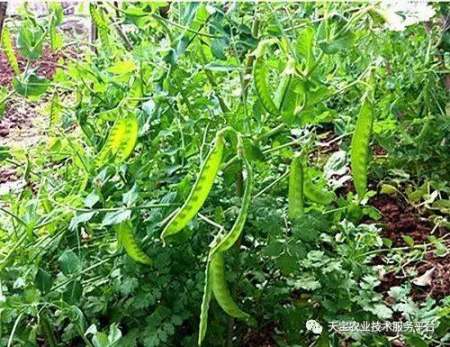 夏季种植技术豆角技术要求_夏季豆角种植时间和技术_夏季豆角的种植技术