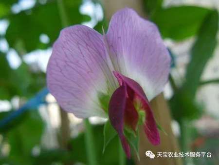 夏季豆角种植时间和技术_夏季豆角的种植技术_夏季种植技术豆角技术要求