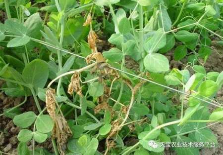 夏季豆角的种植技术_夏季种植技术豆角技术要求_夏季豆角种植时间和技术