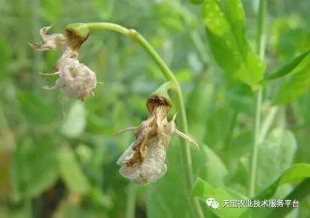 夏季豆角的种植技术_夏季种植技术豆角技术要求_夏季豆角种植时间和技术