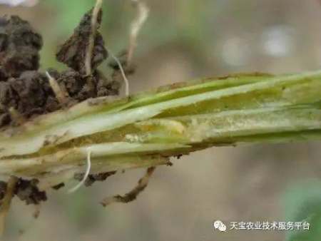 夏季豆角的种植技术_夏季豆角种植时间和技术_夏季种植技术豆角技术要求