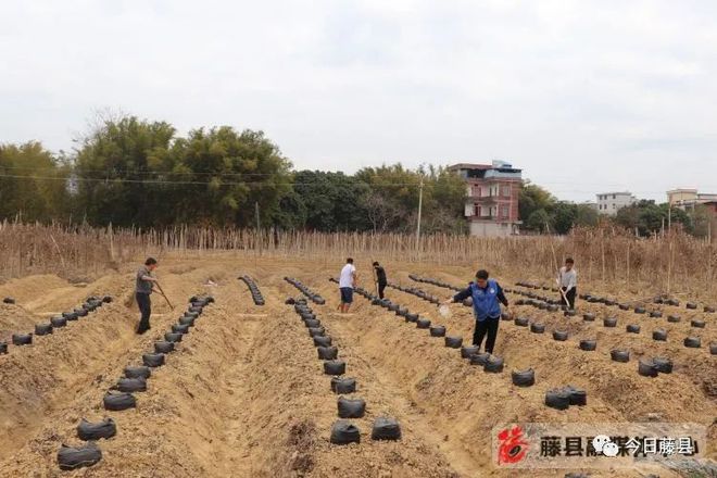 藤县粉葛栽培历史_广西粉葛种苗_藤县粉葛种植致富