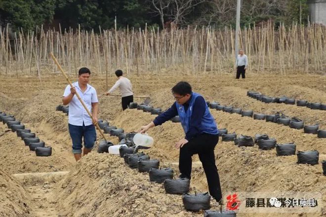 藤县粉葛种植致富_藤县粉葛栽培历史_广西粉葛种苗