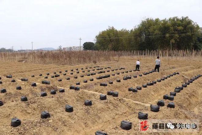 广西粉葛种苗_藤县粉葛栽培历史_藤县粉葛种植致富