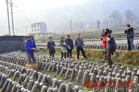 土豆贮藏温度