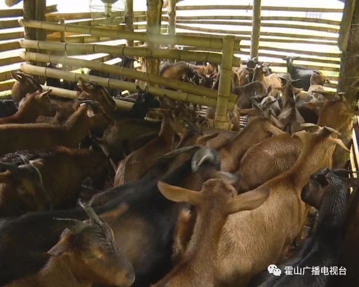 养鸡场音乐_致富养殖土鸡音乐下载_土鸡养殖致富音乐