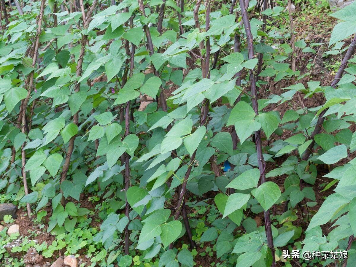 夏季种植技术豆角技术要求_夏季豆角的种植技术_夏季豆角种植时间和技术