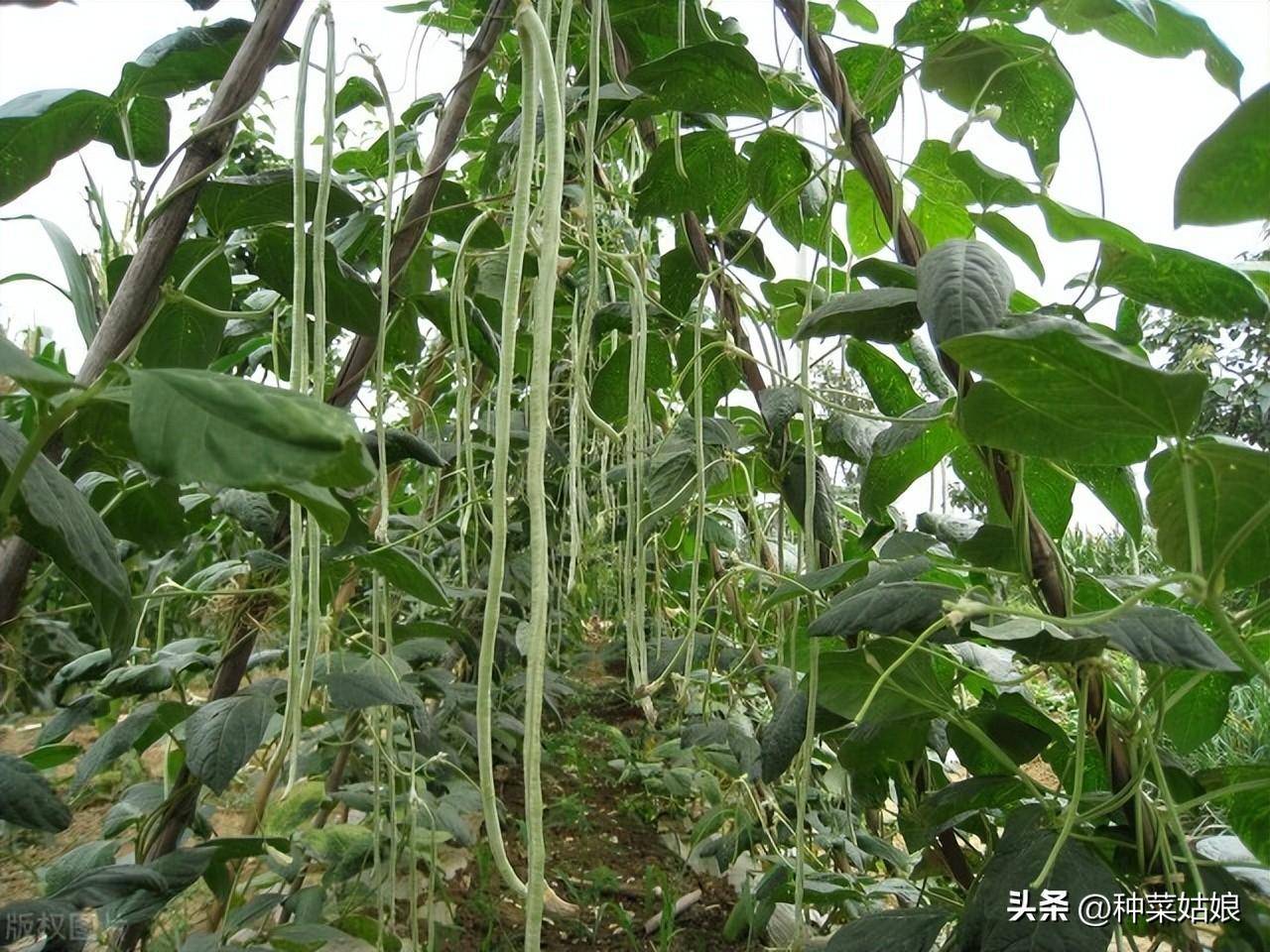 夏季种植技术豆角技术要求_夏季豆角种植时间和技术_夏季豆角的种植技术