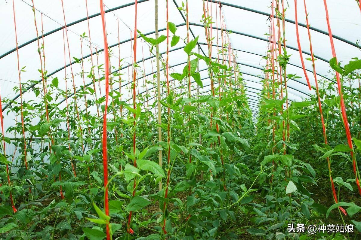 夏季豆角种植时间和技术_夏季种植技术豆角技术要求_夏季豆角的种植技术