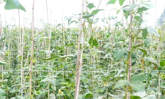 夏秋豆角长势差，高温多雨是主因，农户需要掌握2个技巧