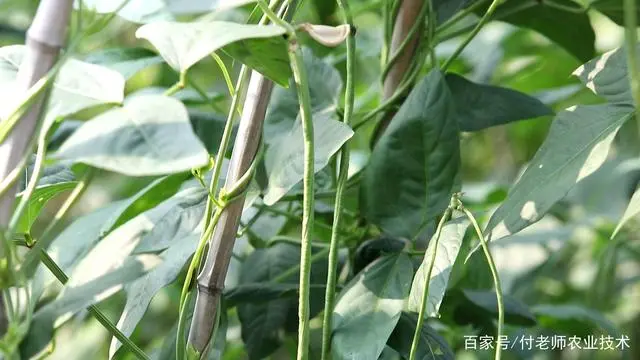 夏季豆角种植时间和技术_夏季豆角的种植技术_夏季种植技术豆角技术要求