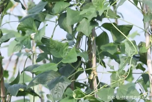 夏季豆角的种植技术_夏季种植技术豆角技术要求_夏季豆角种植时间和技术