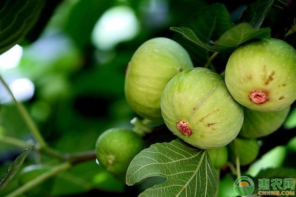 无花果高产种植技术-图片版权归惠农网所有