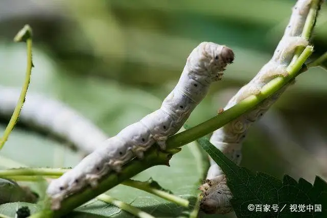 养殖技术网_养殖技术什么好_养殖技术去哪里学