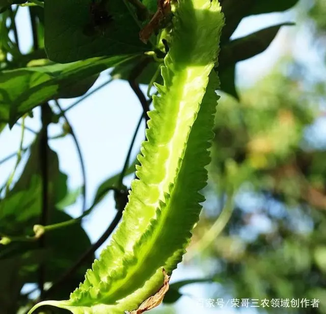 农村暴利种植行业，一亩地产值2500斤，种植十亩地年底轻松赚30万