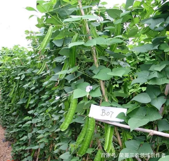 致富经四棱豆种植有市场吗_致富豆棱种植市场有几个_致富豆棱种植市场有多大