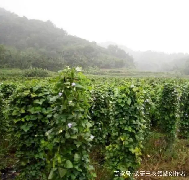 致富豆棱种植市场有几个_致富豆棱种植市场有多大_致富经四棱豆种植有市场吗