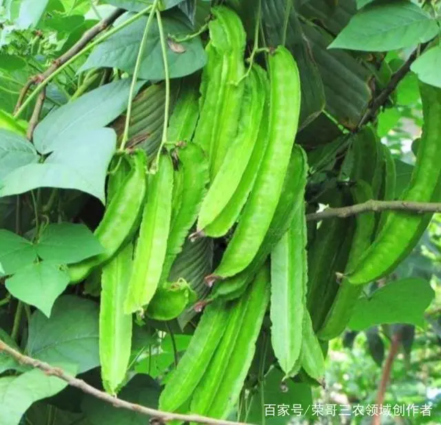 致富豆棱种植市场有几个_致富豆棱种植市场有多大_致富经四棱豆种植有市场吗