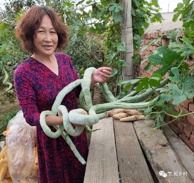 致富经四棱豆种植有市场吗_致富豆棱种植市场有几个_致富豆棱种植市场有多大