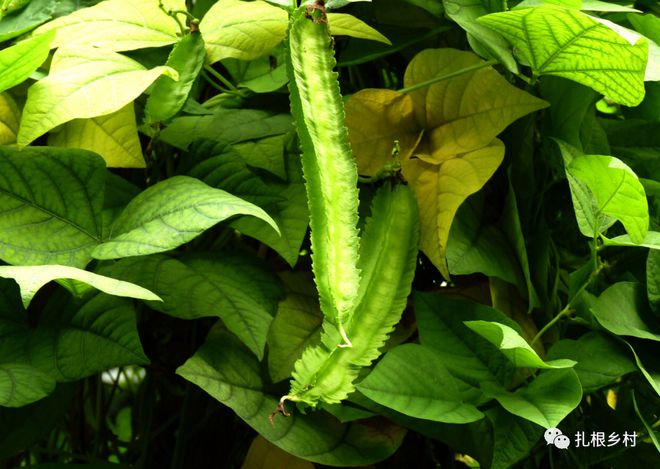 致富豆棱种植市场有几个_致富经四棱豆种植有市场吗_致富豆棱种植市场有多大