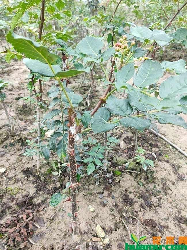 花椒的产地在什么地方?全国花椒主要产地分布介绍