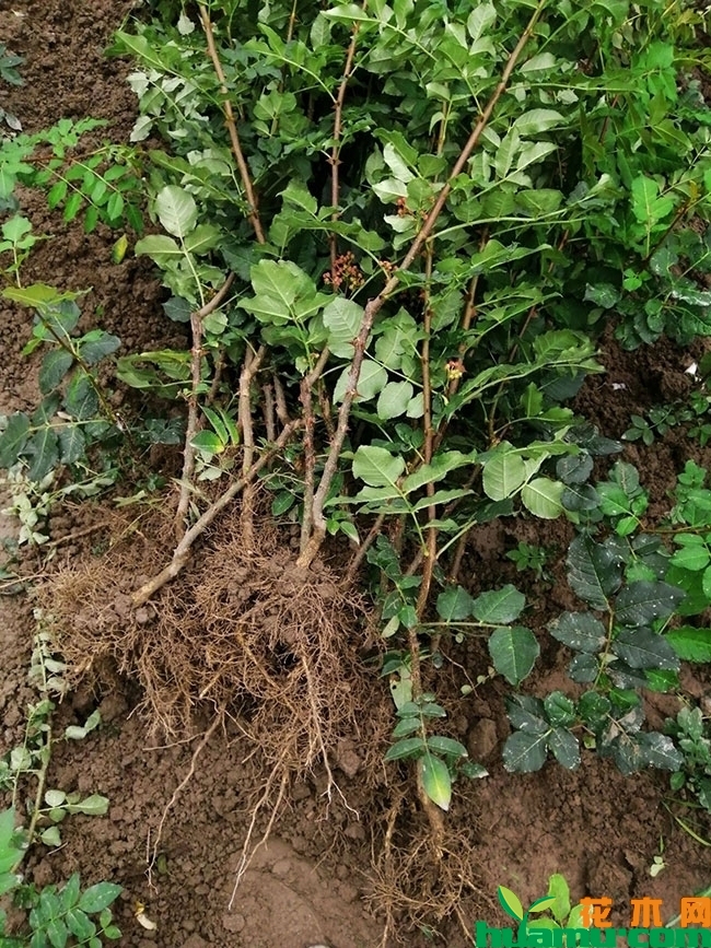 花椒的产地在什么地方?全国花椒主要产地分布介绍