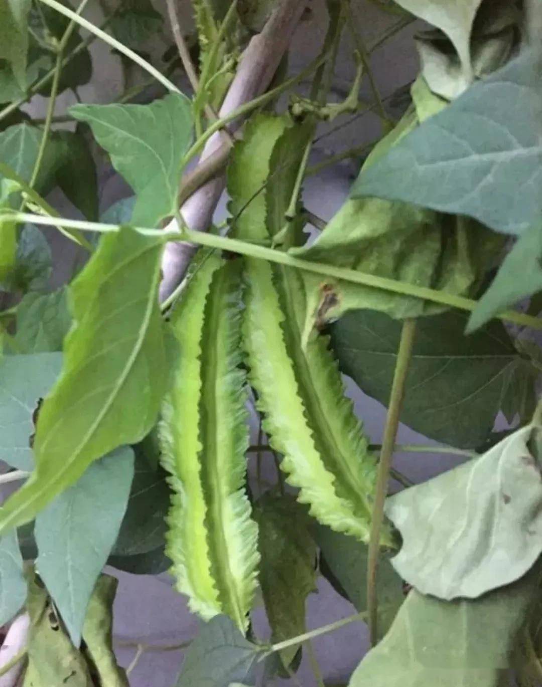 致富豆棱种植市场有几个_棱豆的种植方法_致富经四棱豆种植有市场吗