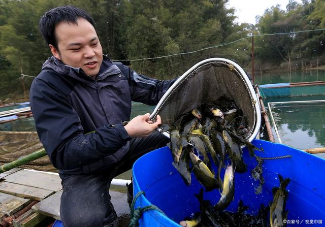 黄腊丁繁殖技术_饲养黄腊丁喂什么食物_黄腊丁的养殖技术