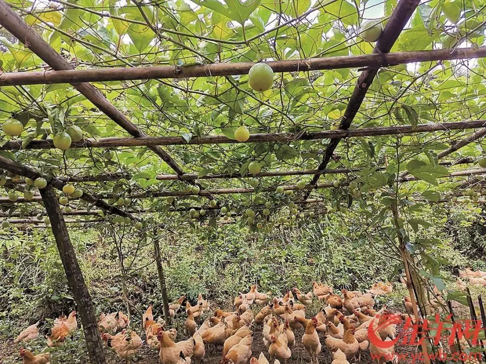 养鸡致富视频_养殖鸡致富经视频_原鸡养殖致富