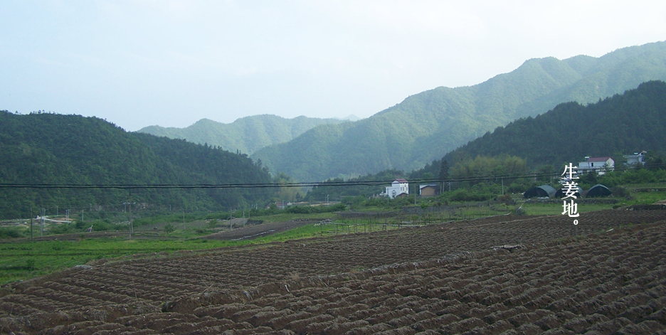 松阳火腿致富经_致富经洞藏火腿_松阳茶叶火腿价格