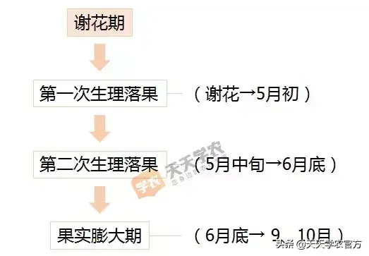 沃柑、砂糖橘5月怎样坐果、膨果，做到这几步实现高产稳产！