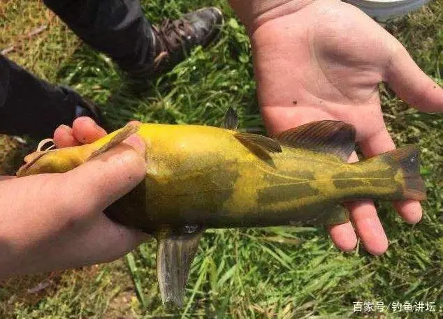 黄腊丁生长周期_黄腊丁的养殖技术_养黄蜡丁喂什么食物