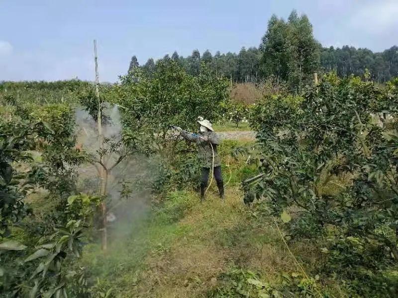 柑桔种植技术视频_继续播放柑橘的种植方法_视频种植柑桔技术要点