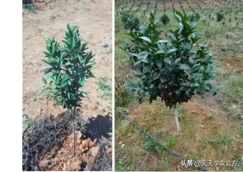 柑桔种植技术视频_柑橘栽培技术视频_柑橘种植视频