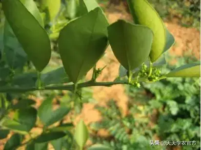 柑橘种植视频_柑桔种植技术视频_柑橘栽培技术视频