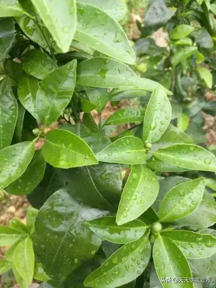 柑橘种植视频_柑桔种植技术视频_柑橘栽培技术视频