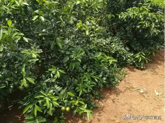 柑橘栽培技术视频_柑橘种植视频_柑桔种植技术视频